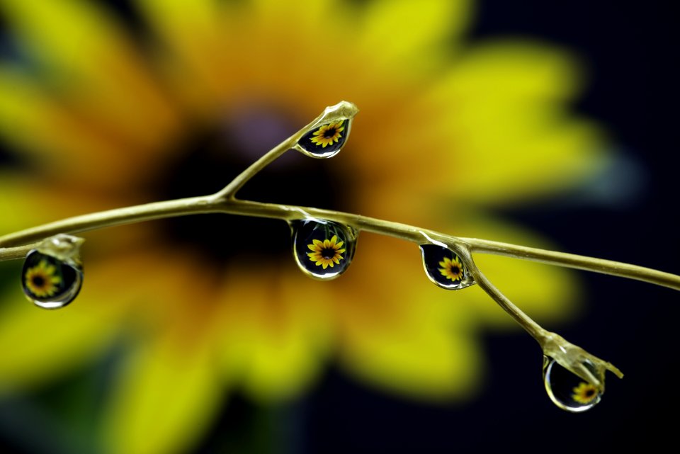 Water Dew Drop Moisture