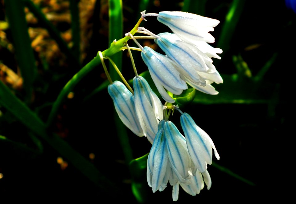 Flower Blue Flora Plant