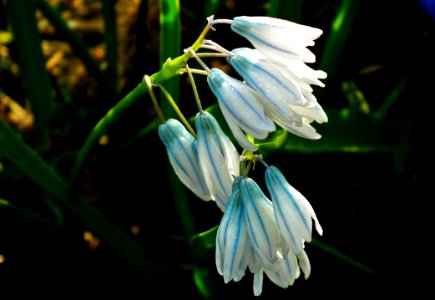 Flower Blue Flora Plant