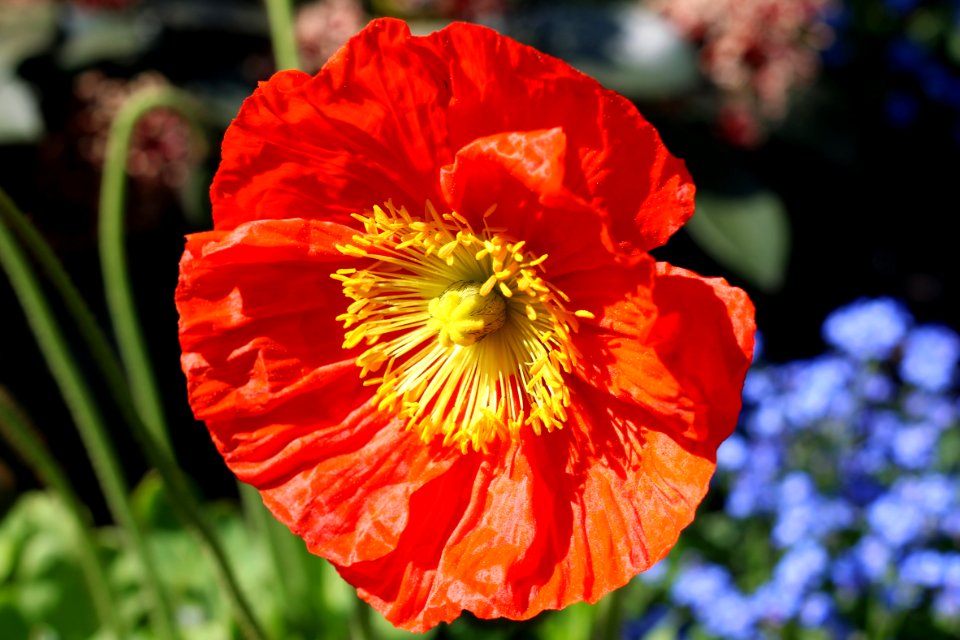 Flower Wildflower Poppy Flora