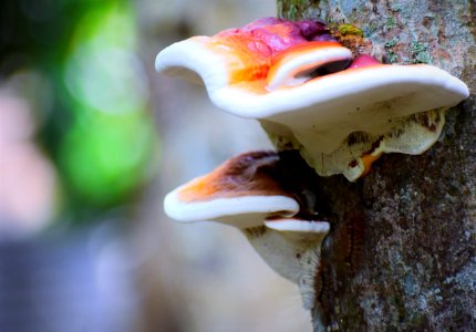Mushroom Medicinal Mushroom Fungus Oyster Mushroom photo