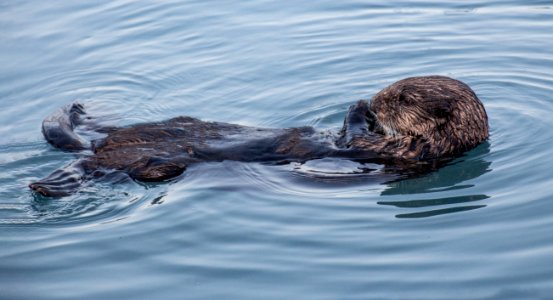 Mammal Sea Otter Fauna Otter photo