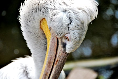 Beak Pelican Fauna Close Up photo