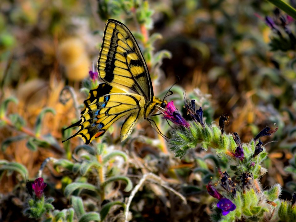 Butterfly Moths And Butterflies Insect Brush Footed Butterfly