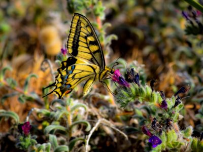 Butterfly Moths And Butterflies Insect Brush Footed Butterfly photo