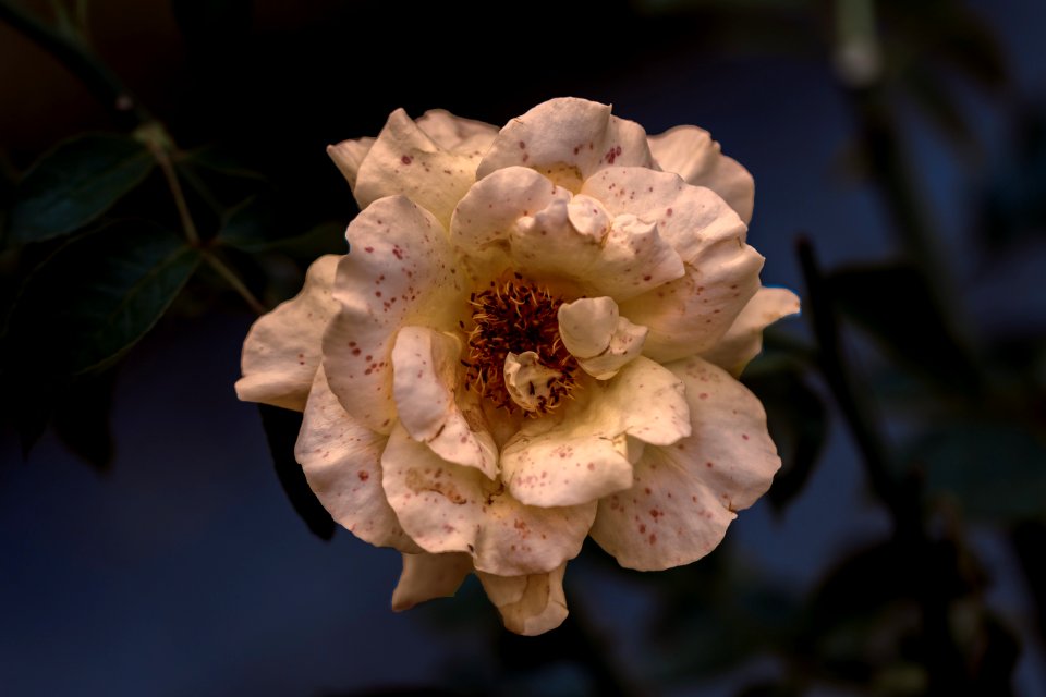 Flower Flora Blossom Spring