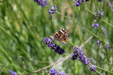 English Lavender Lavender Butterfly Flower photo