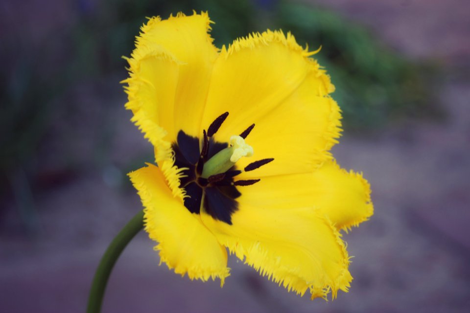 Flower Yellow Flowering Plant Plant