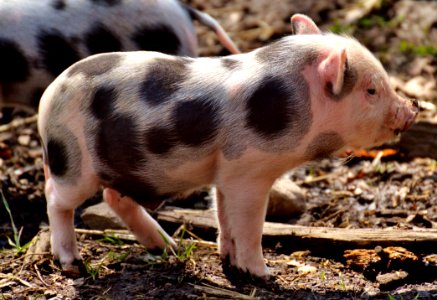 Pig Like Mammal Domestic Pig Pig Mammal photo