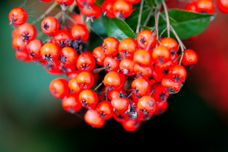 Berry Rowan Fruit Close Up photo