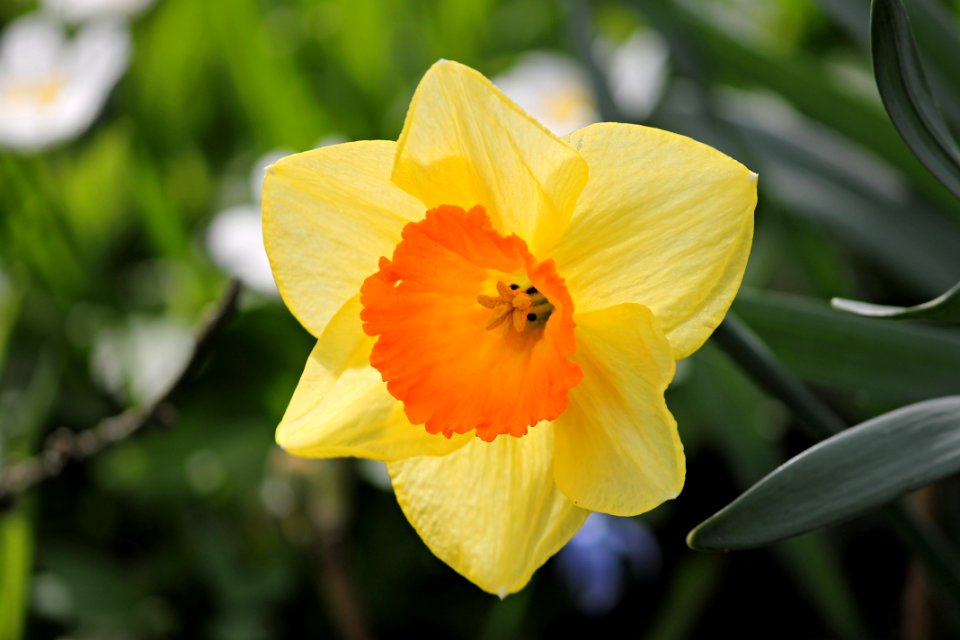 Flower Yellow Flowering Plant Plant