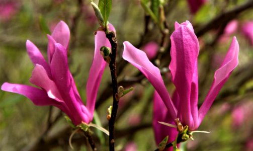 Plant Flower Flora Flowering Plant