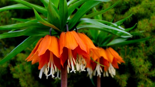 Flower Plant Crown Imperial Fritillaria