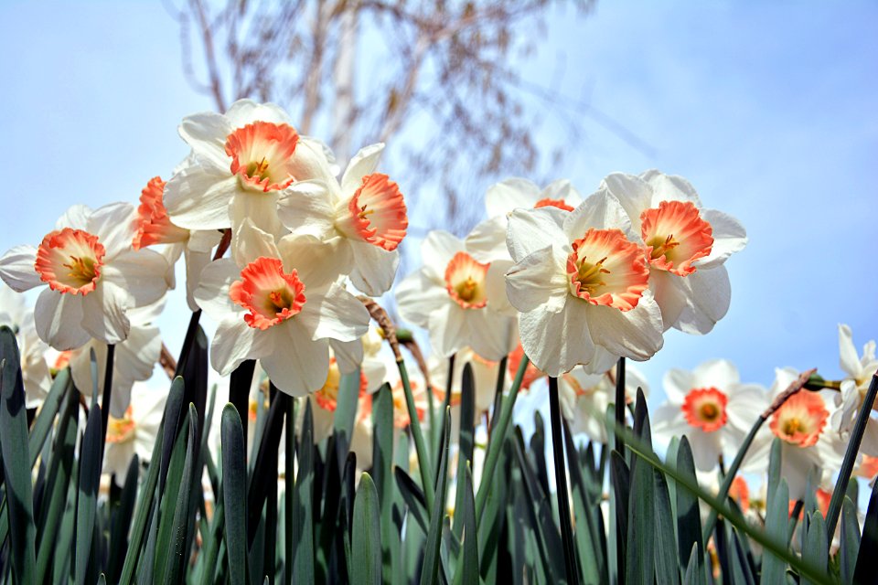 Flower Plant Flowering Plant Spring