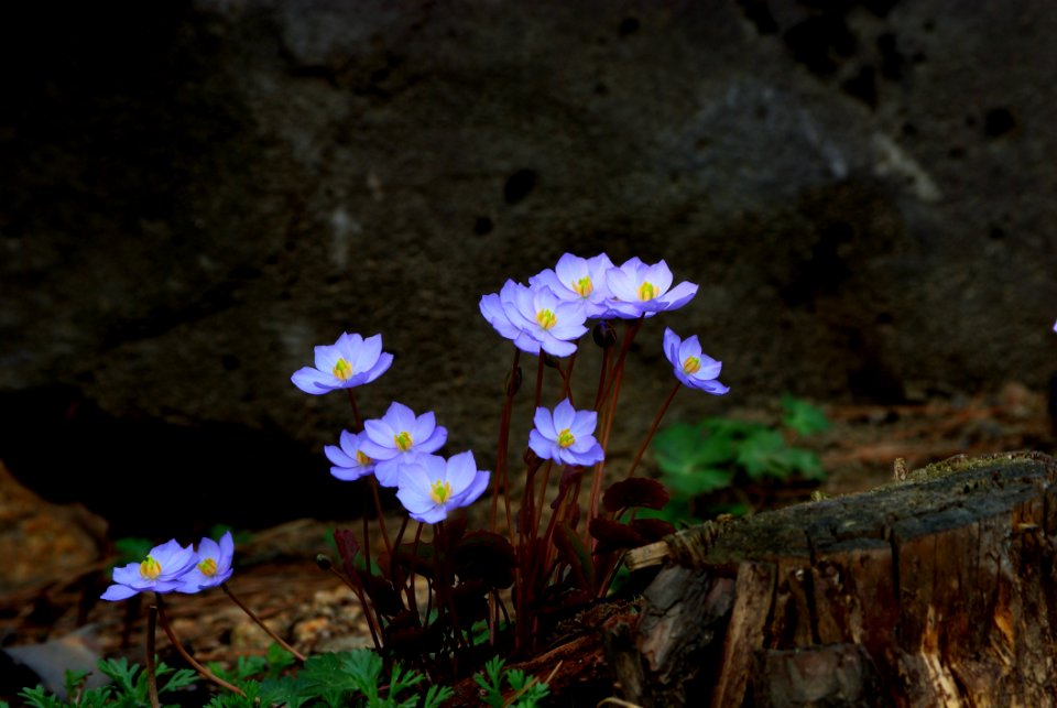 Flower Flora Plant Wildflower