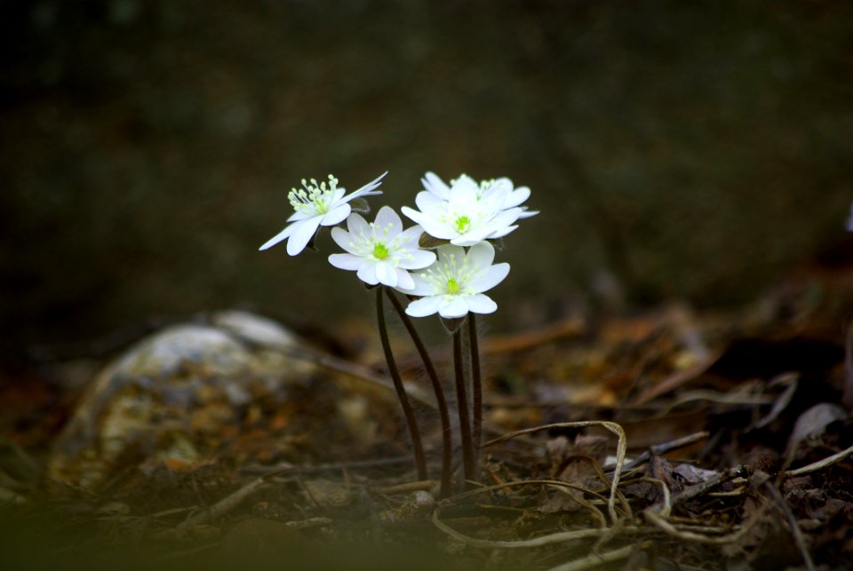 Flower Flora Plant Wildflower