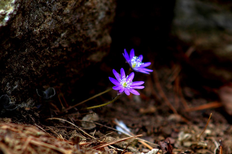 Flower Plant Flora Spring