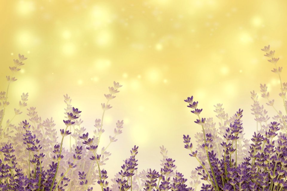 Sky Purple Lavender Lilac