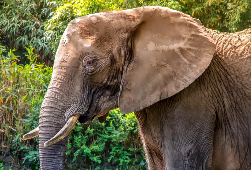 Elephant Elephants And Mammoths Terrestrial Animal Wildlife
