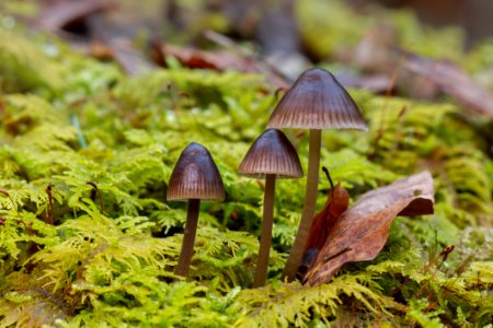 Fungus Mushroom Auriculariaceae Vegetation