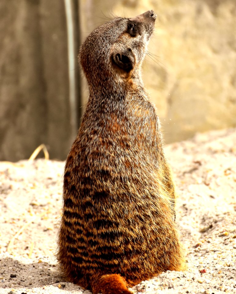Meerkat Mammal Terrestrial Animal Fauna