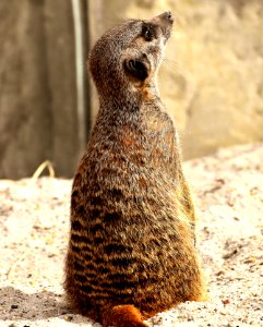 Meerkat Mammal Terrestrial Animal Fauna