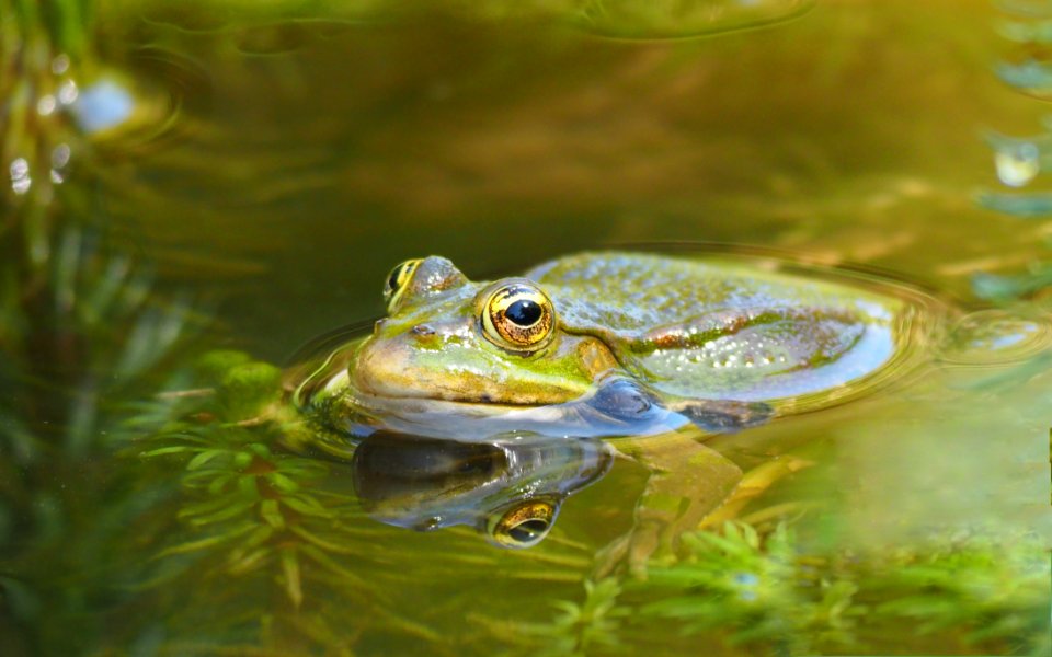 Ranidae Water Amphibian Frog