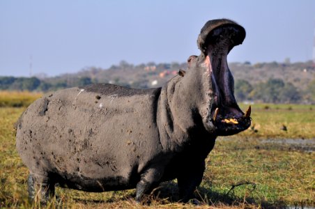 Wildlife Terrestrial Animal Fauna Hippopotamus