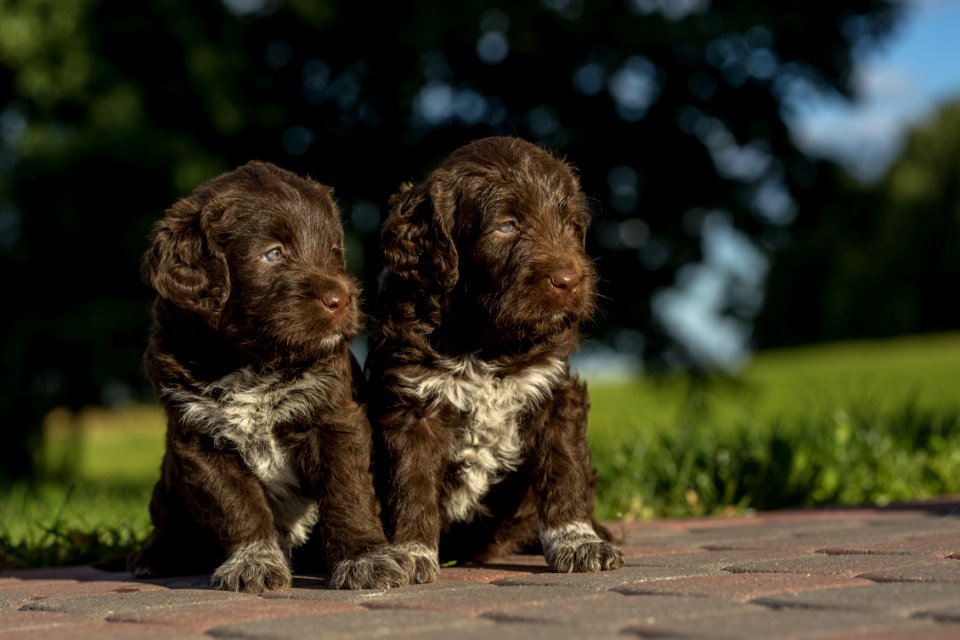 Dog Like Mammal Dog Dog Breed Mammal