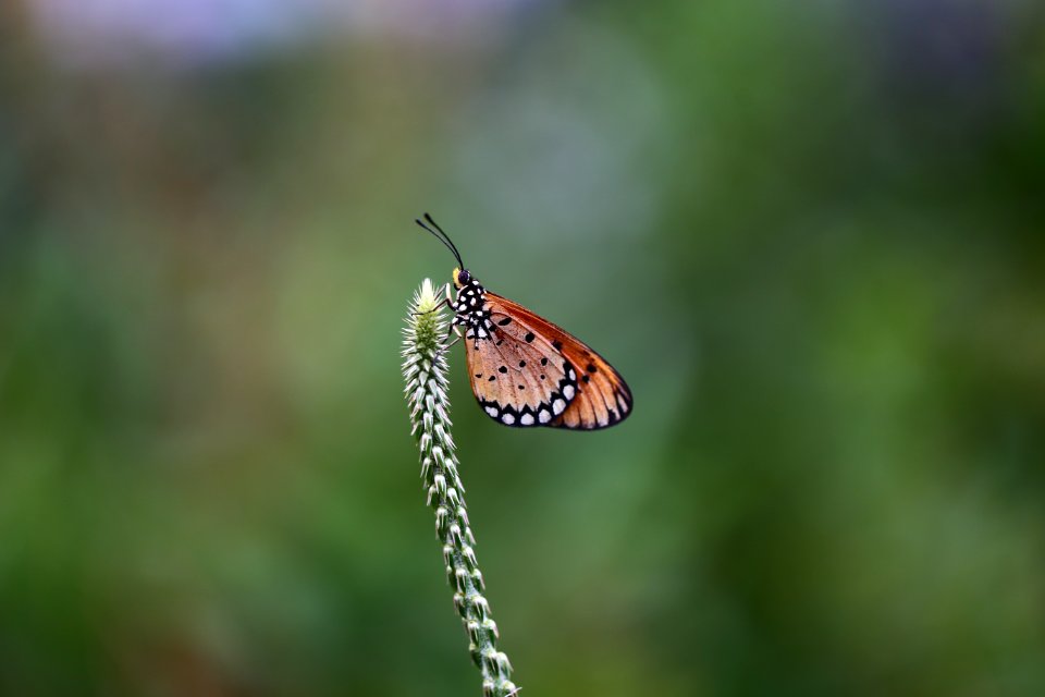 Butterfly Insect Moths And Butterflies Lycaenid