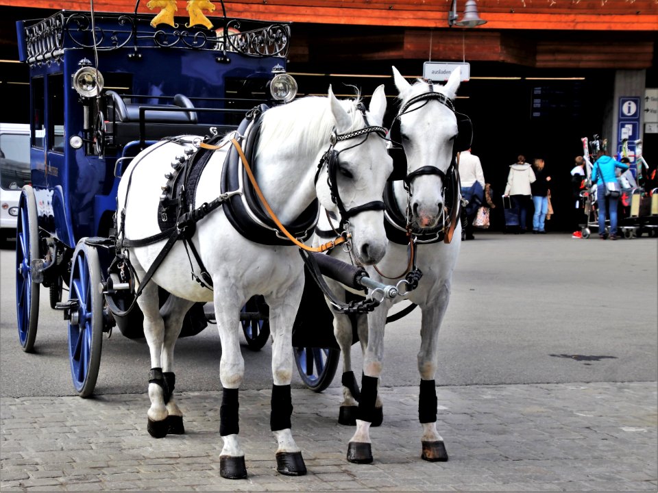 Horse Harness Horse Carriage Horse And Buggy
