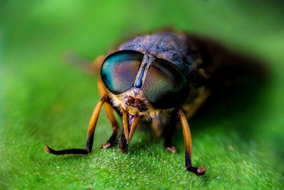Insect Close Up Macro Photography Photography