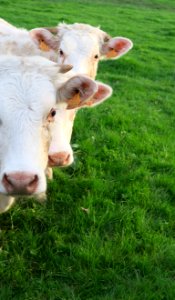Cattle Like Mammal Grass Pasture Fauna