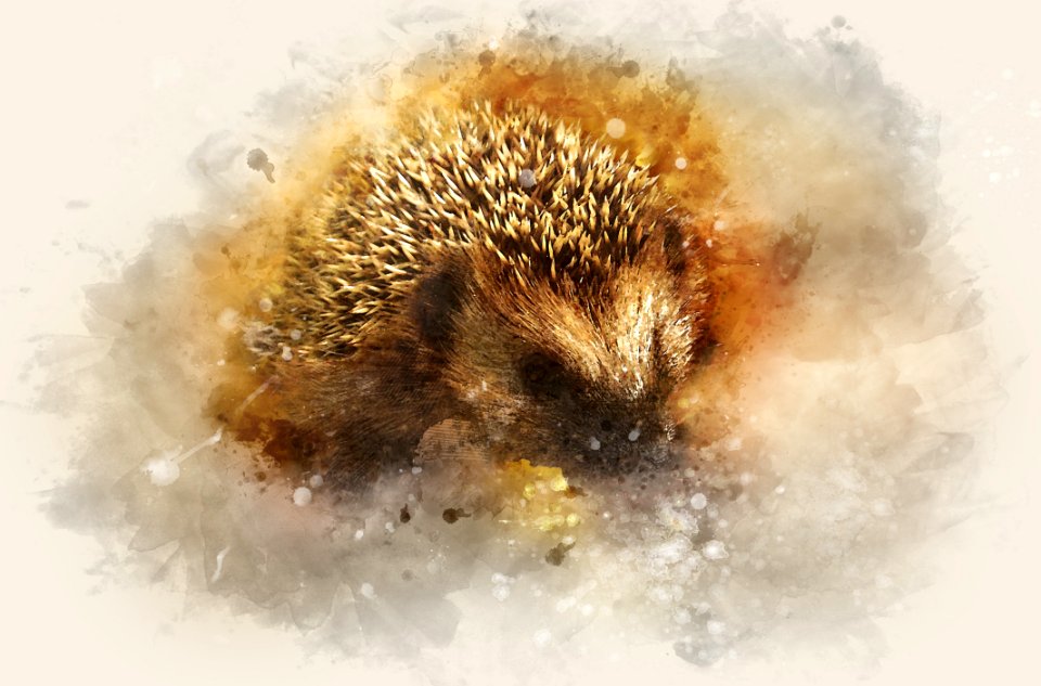 Hedgehog Close Up Erinaceidae Organism