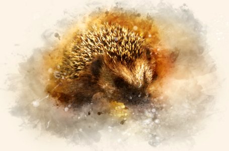 Hedgehog Close Up Erinaceidae Organism