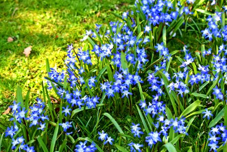 Plant Flower Scilla Flowering Plant