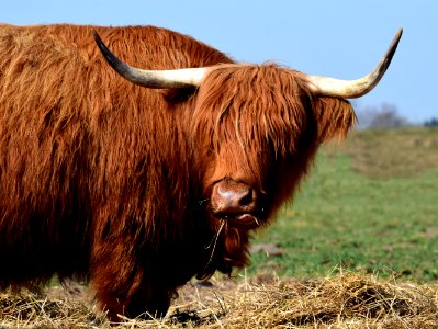 Horn Cattle Like Mammal Highland Wildlife