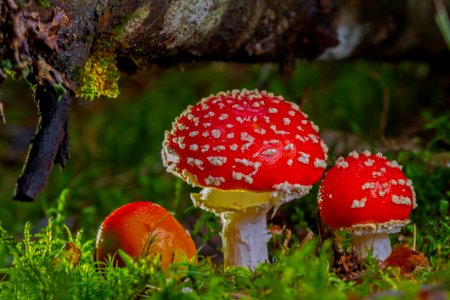 Fungus Mushroom Agaric Edible Mushroom photo
