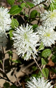 Flora Plant Flower Subshrub