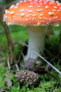 Mushroom Agaric Fungus Bolete photo