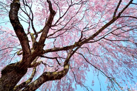 Tree Branch Woody Plant Pink photo