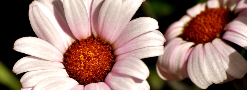 Flower Flora Petal Close Up