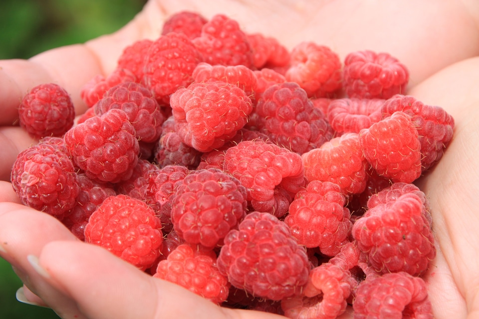 Red sweet ripe