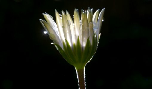 Flora Flower Close Up Wildflower