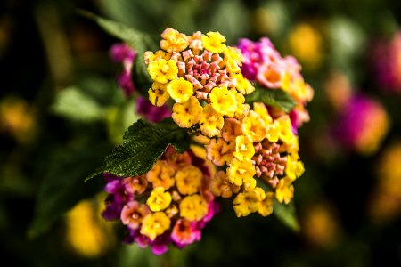 Flower Flowering Plant Yellow Flora