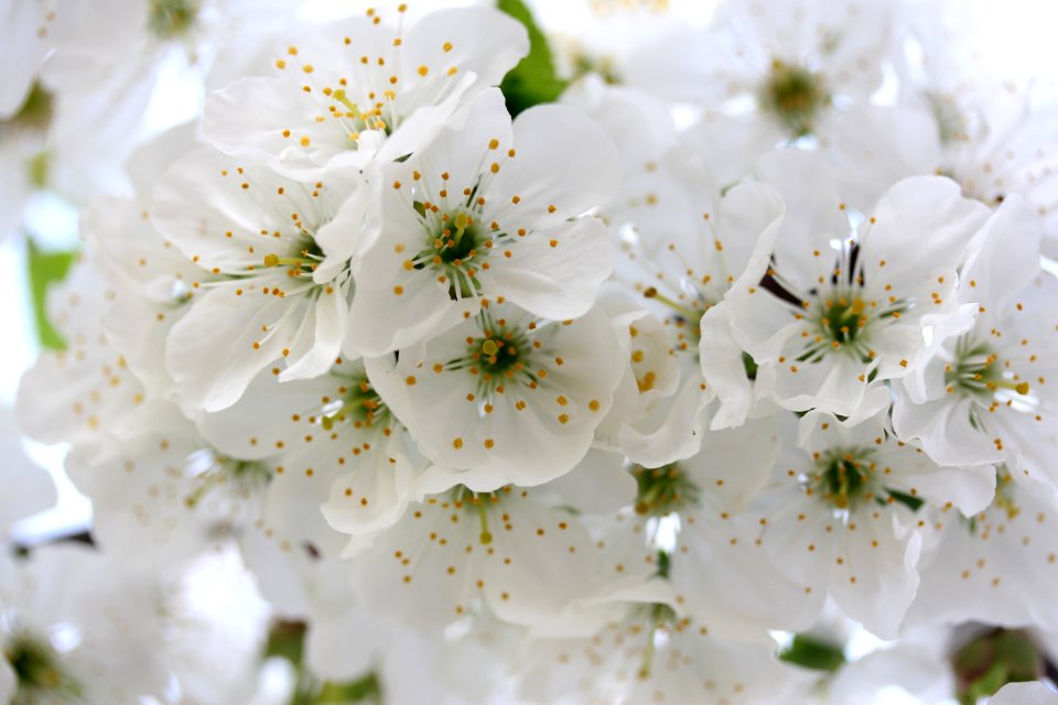 White Blossom Flower Spring