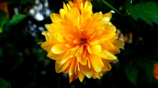 Flower Yellow Flora Plant