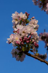 Blossom Flower Pink Spring