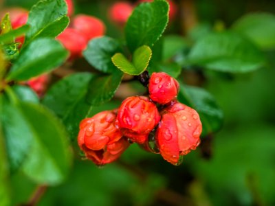 Plant Flora Lingonberry Leaf