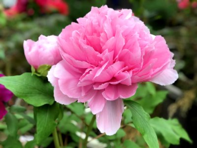 Flower Plant Pink Peony photo